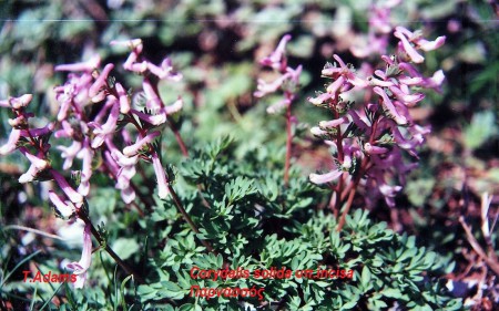 Corydalis solida
